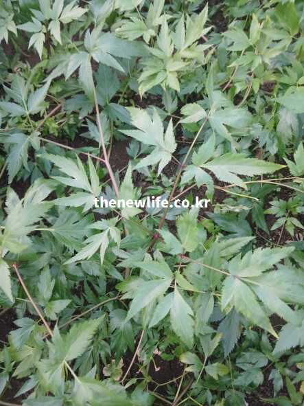 당귀잎 줄기와 잎이 넓게 퍼져 자라는 실물 농장 사진 — 항염 성분이 풍부한 당귀잎의 특징을 보여주는 이미지