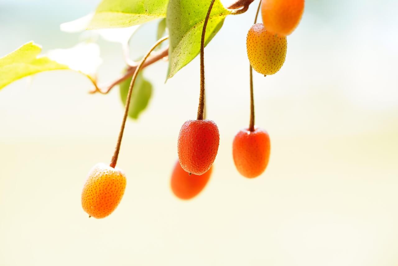 보리수효능