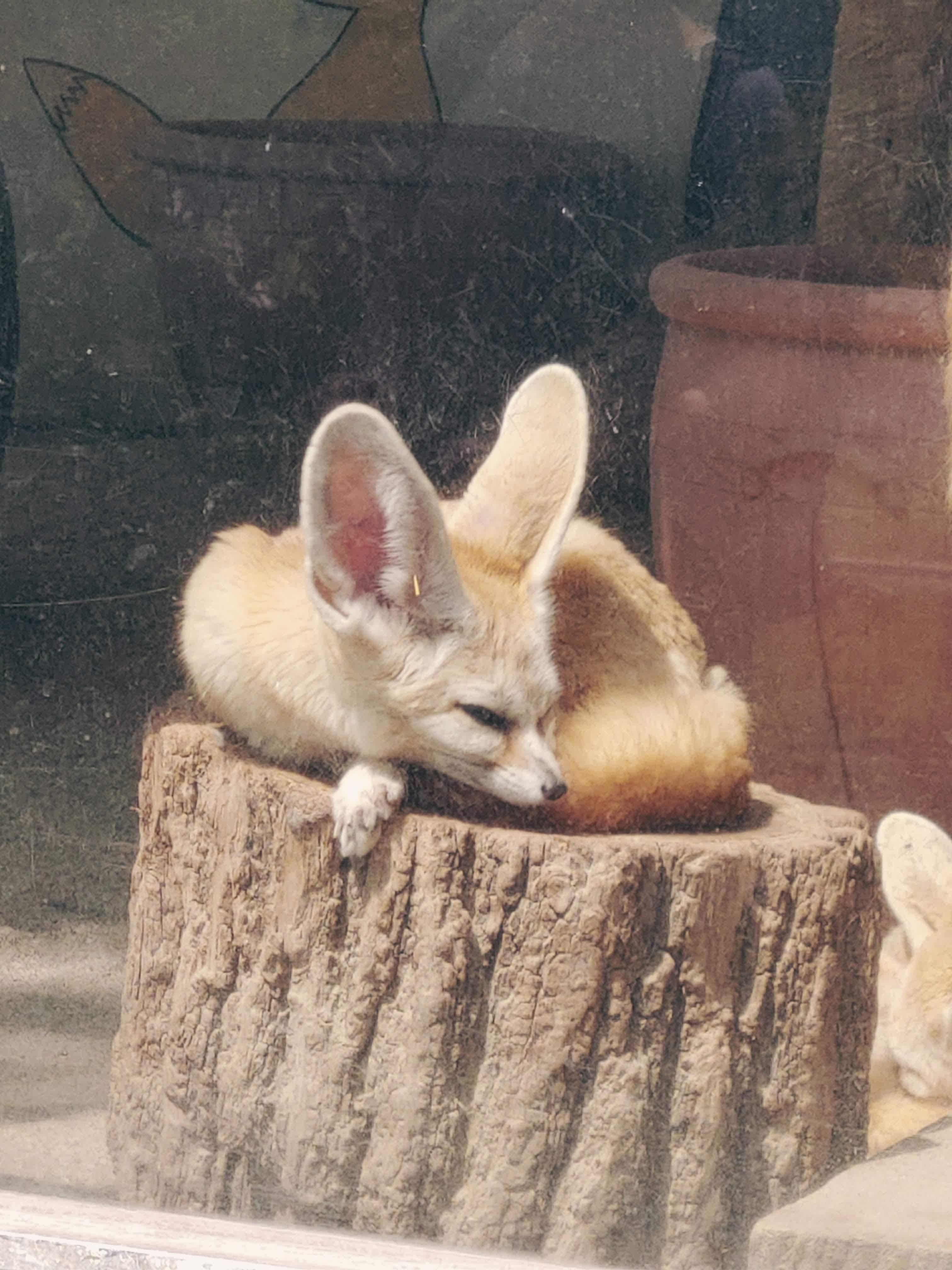 전주동물원 예약