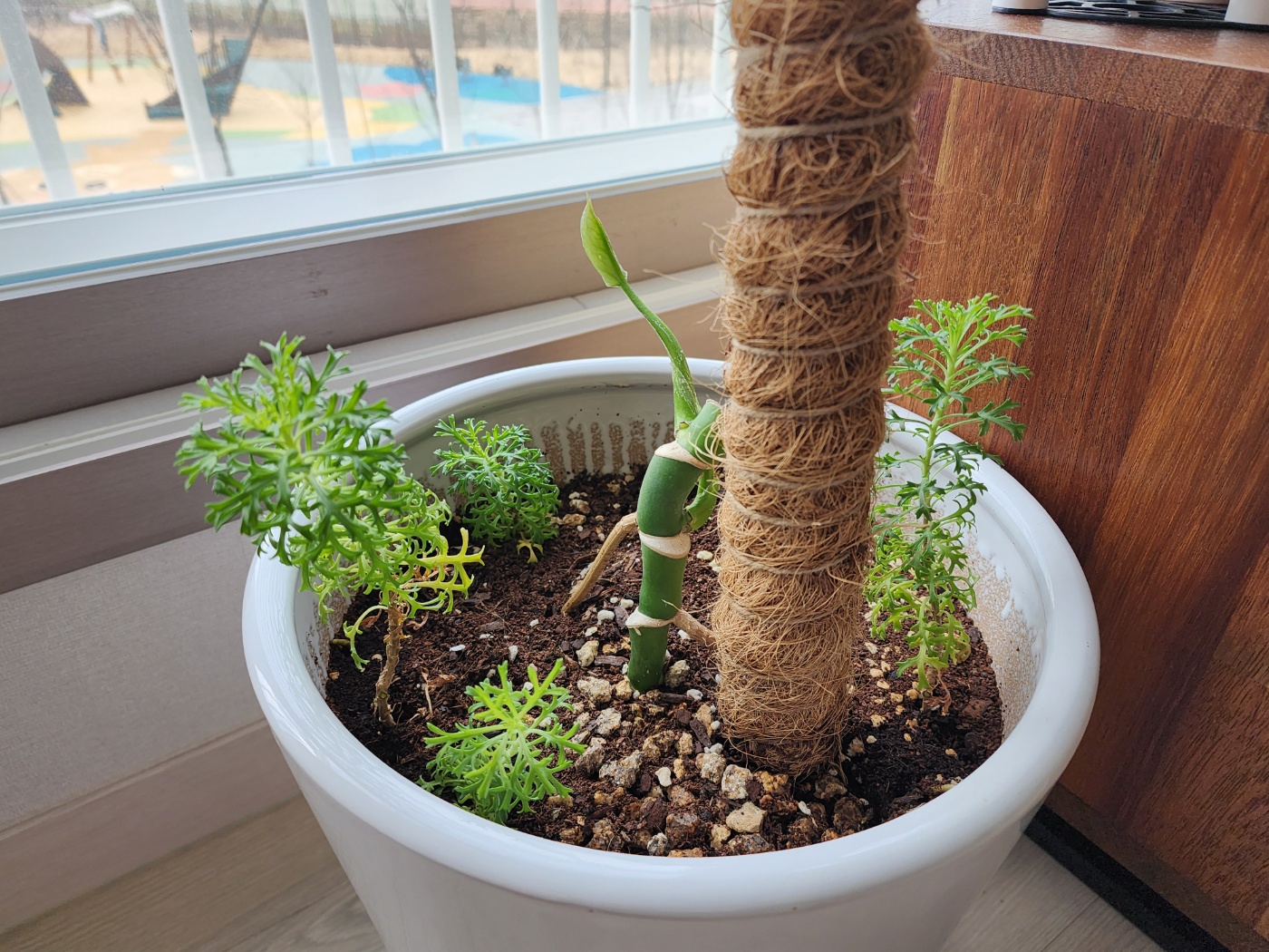 가지치기한 목마가렛의 줄기와 순들을 흙에 꽂아두었어요.