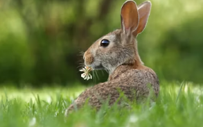 2025년 삼재띠 삼재