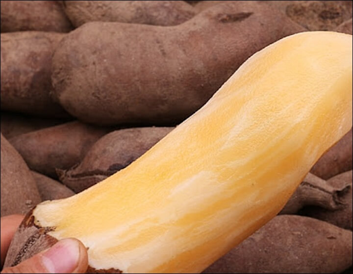 야콘 효능 변비개선