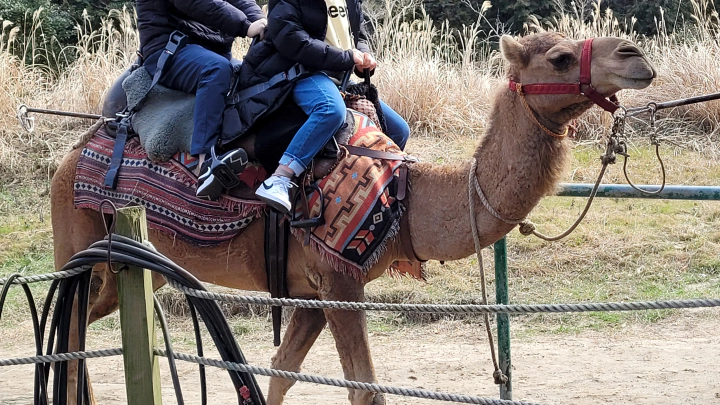 우리가 탔던 낙타의 모습