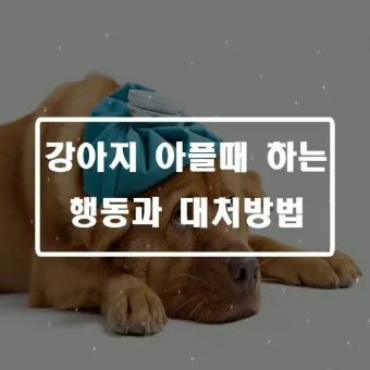 강아지 아플 때 증상 10가지 주의해야 할 건강 신호_8