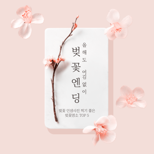 2023 벚꽃 개화시기