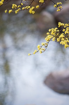 의성 산수유 축제