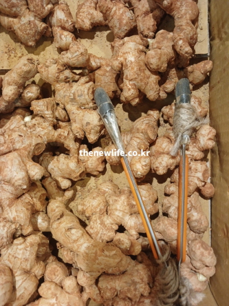 생강 효능과 영양 성분이 풍부한 실물 생강의 사진