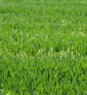 보리밭걷고 먹고 즐기고 군산 꽁당보리축제 총정리와 관련된 사진