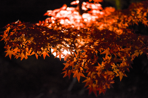 일본 교토의 아름다운 단풍 풍경