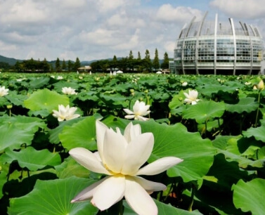 세미원 입장료 및 근처 맛집