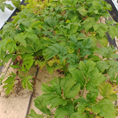 당귀 효능 및 부작용