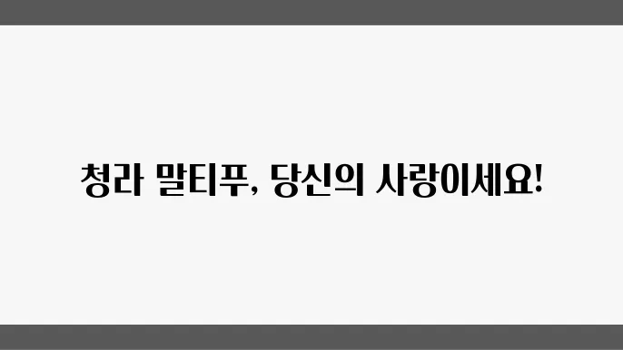 청라말티푸분양 알아보기