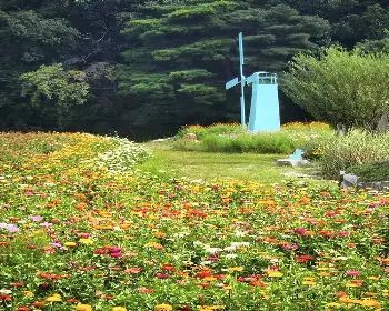 원주 용수골 가을꽃축제_15