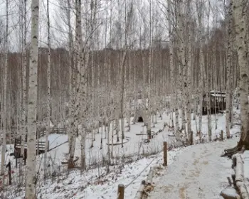 인제 자작나무 숲_4