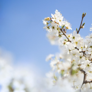 태안 튤립축제 & 사진 명소 총정리