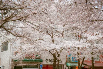 서울 벚꽃 명소 추천 베스트10_14