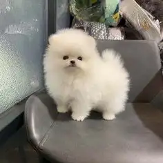  반려동물 등록번호