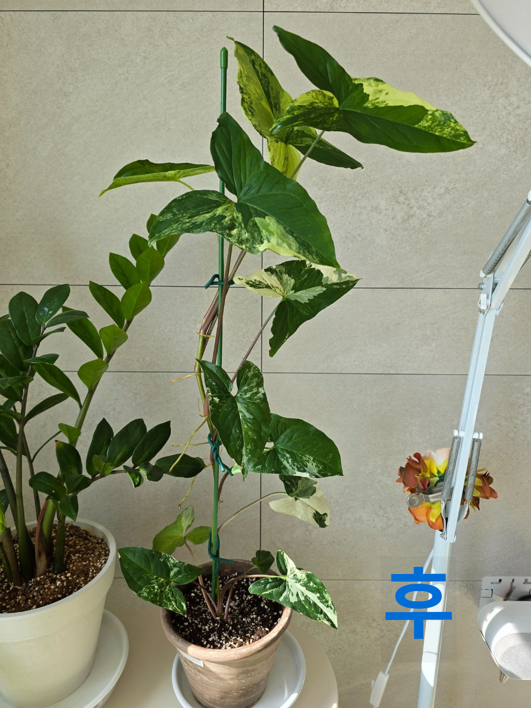 무늬싱고니움 분갈이 후