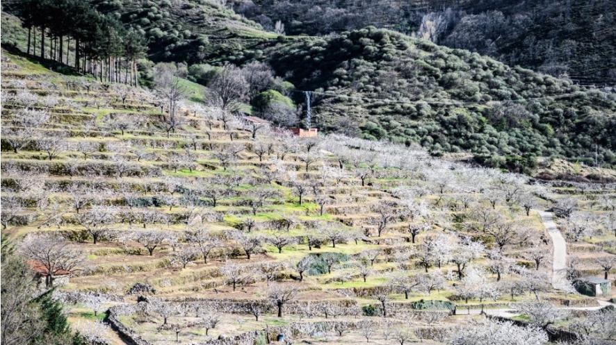 스페인 헤르테 벚꽃