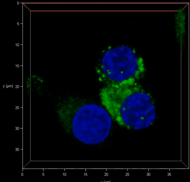 지에프씨생명과학 엑소좀