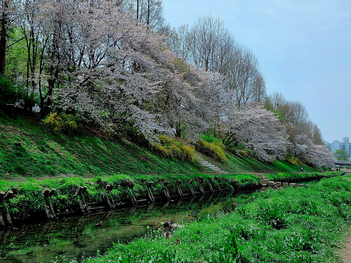 인천 벚꽃 명소 굴포천: 청리단길 꼭 가봐야 할 사계절 감성 산책로