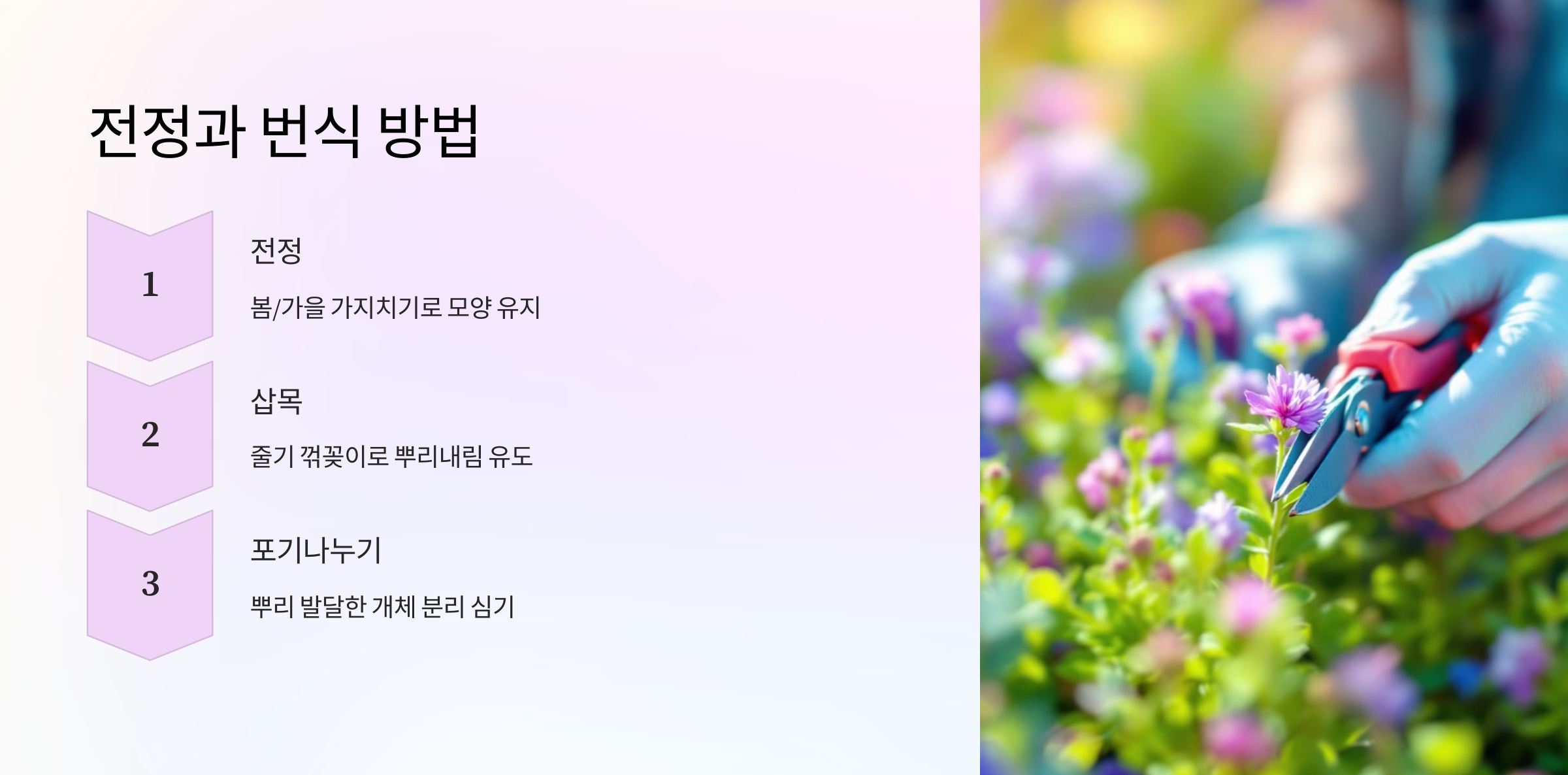 오색마삭줄 사진