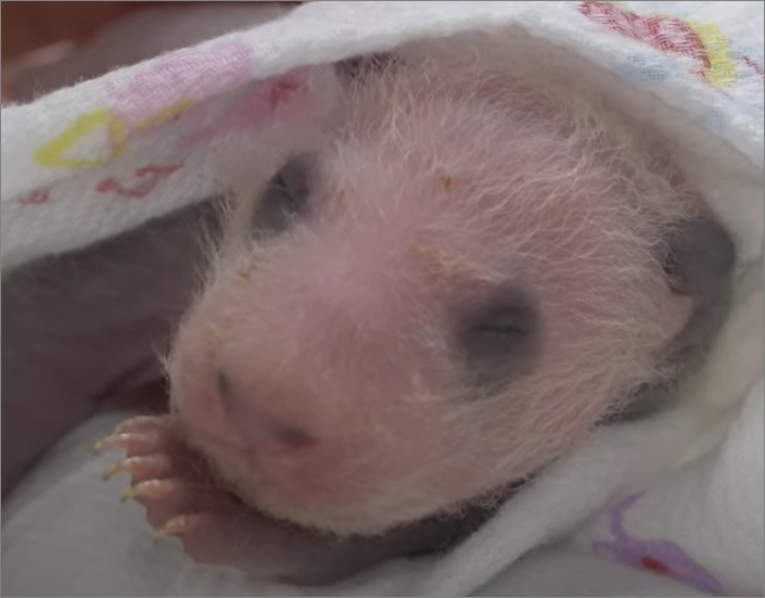 푸바오 출생 10일