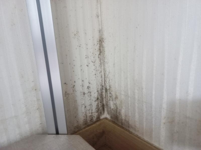 실내 벽지 곰팡이가 핀 상태