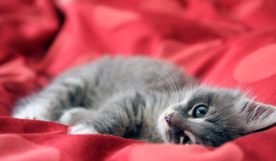 고양이 꿈해몽 풀이 (상황별, 색깔별 해석)