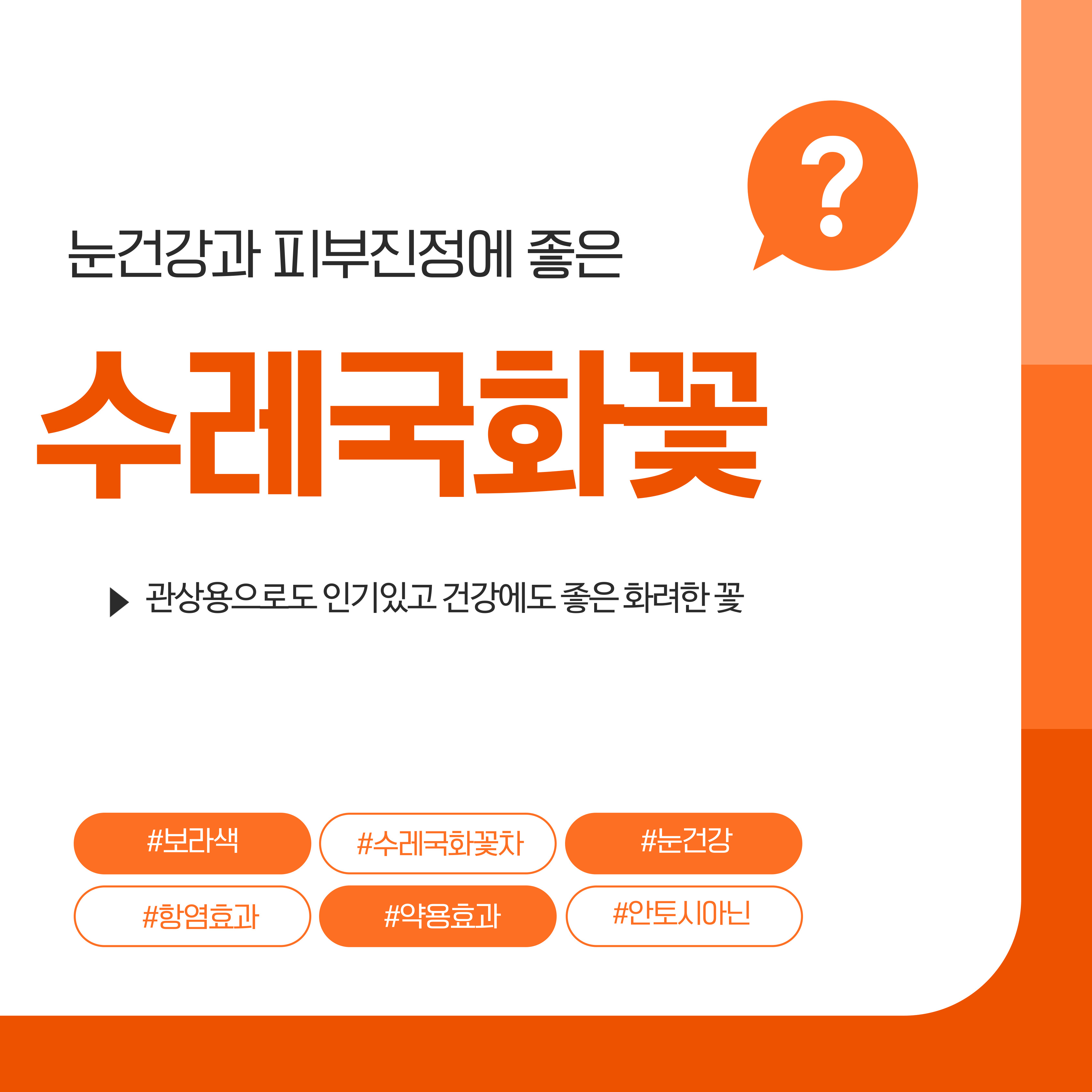 수레국화꽃차 약용성분과 만들기