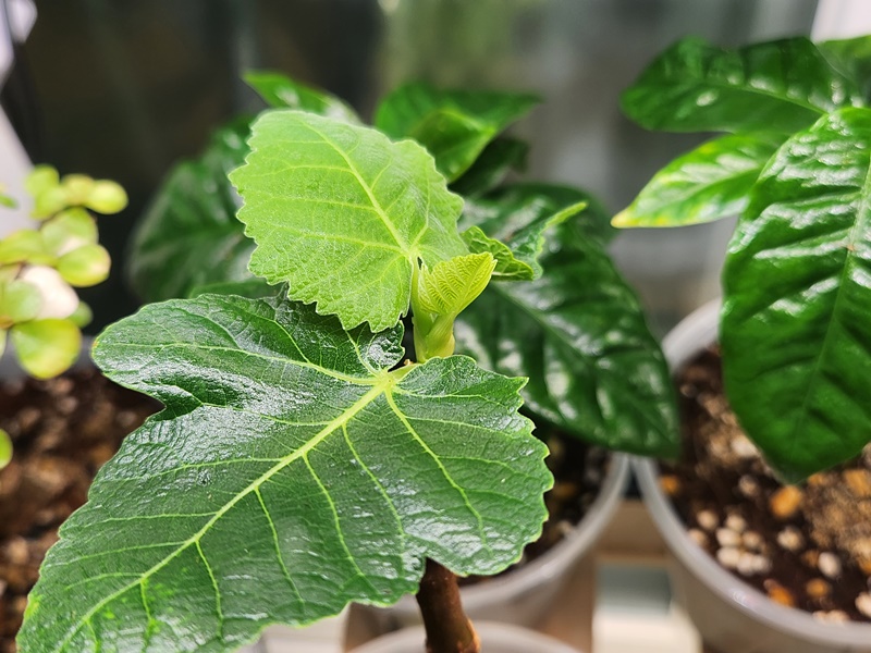 슬릿분으로 옮긴 후 잘 적응한 모습