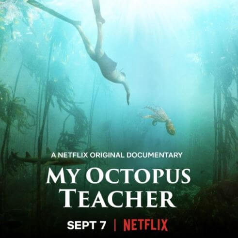 나의문어선생님