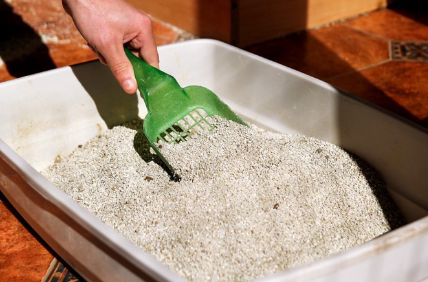 고양이 화장실 청소하기.