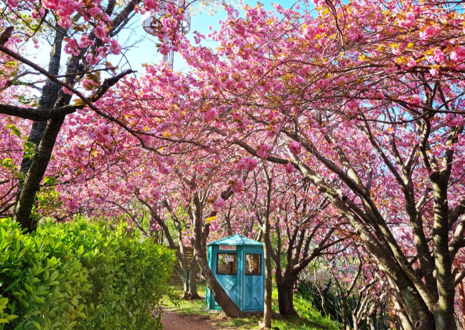 시민공원 겹벚꽃