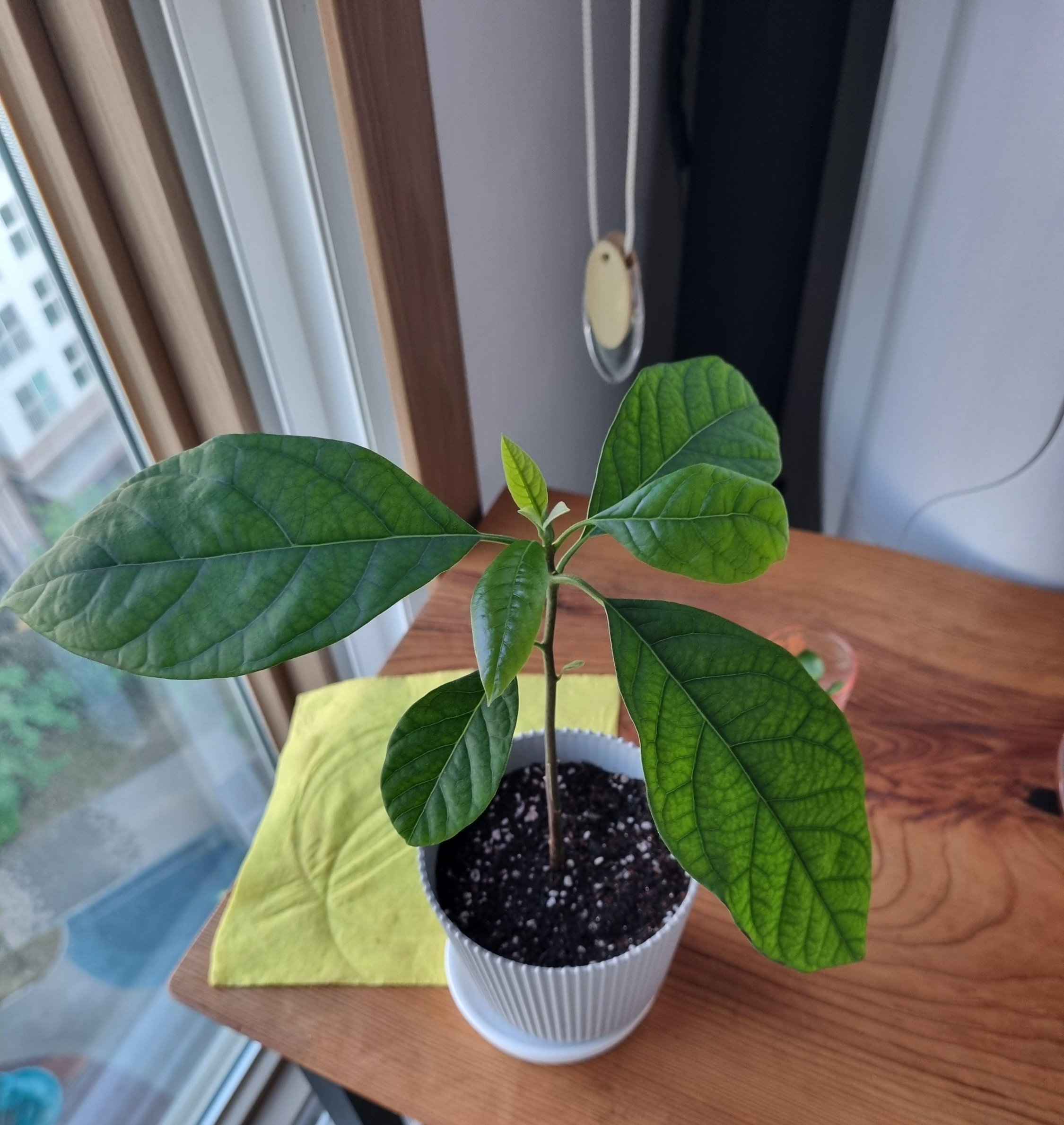 커진 아보카도 묘목