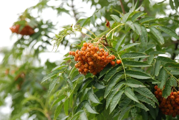 마가목 열매 효능 먹는 법 부작용 포함 10가지 정리_5