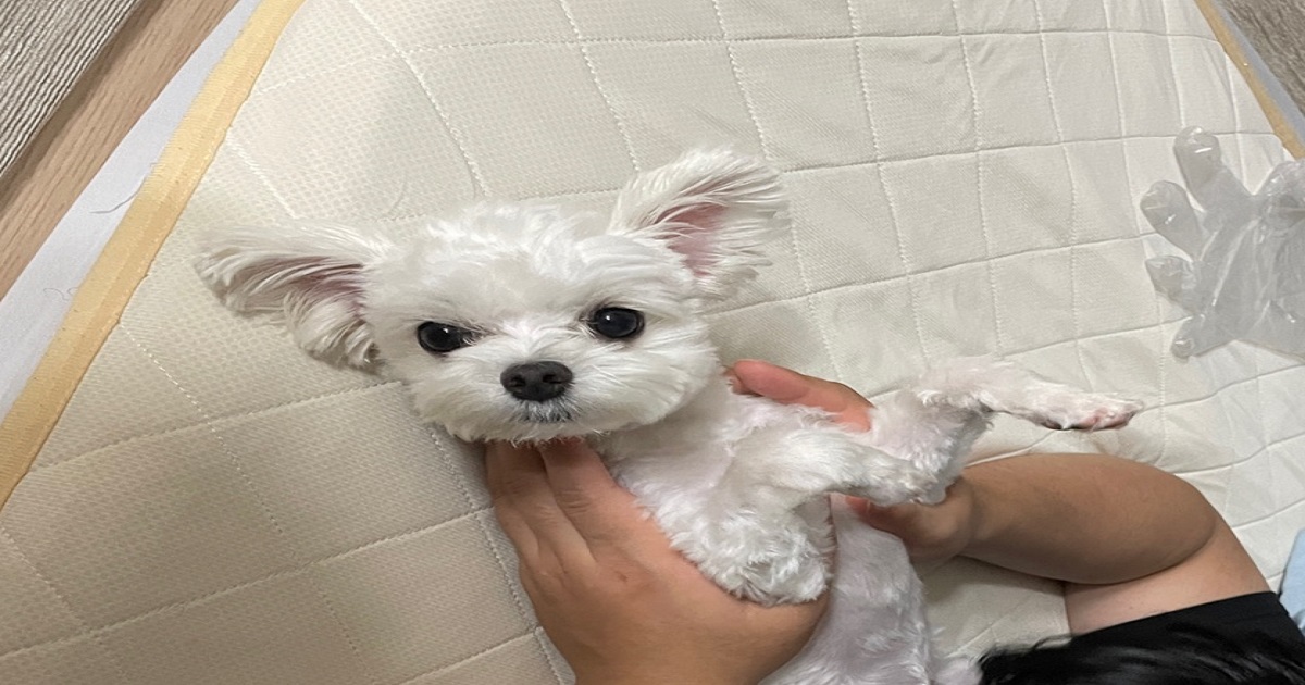 강아지-귀염증을-개선시키기-위하여-주기적으로-귀를-환기시켜주는-강아지와-보호자