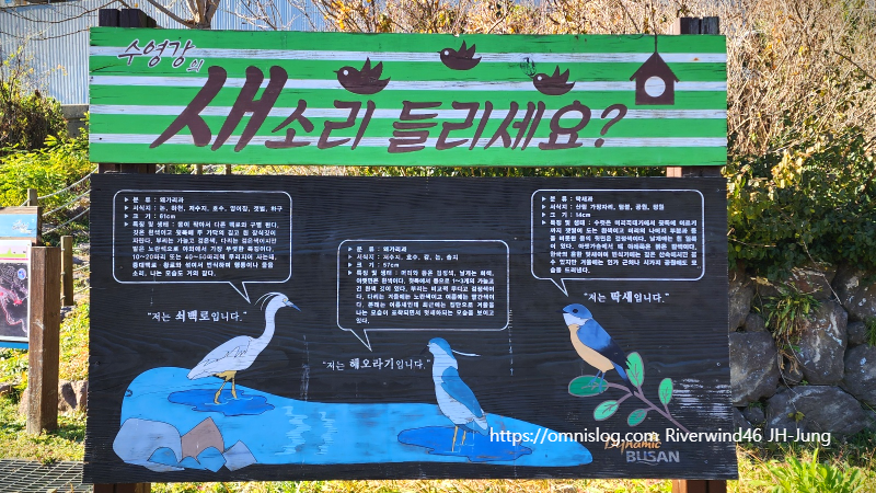 수영천의 텃새들