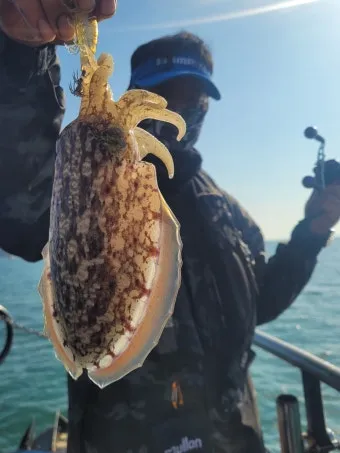 갑오징어 제철 시기 요리 레시피 황금레시피_17