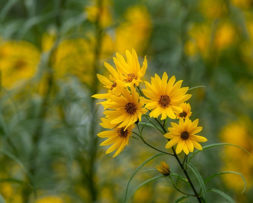 Bright yellow topinambur flowers on thin stem growing on lush meadow in summer park