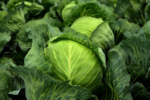 양배추 삶는법, 양배추 찌는법, 양배추 효능, 양배추 칼로리