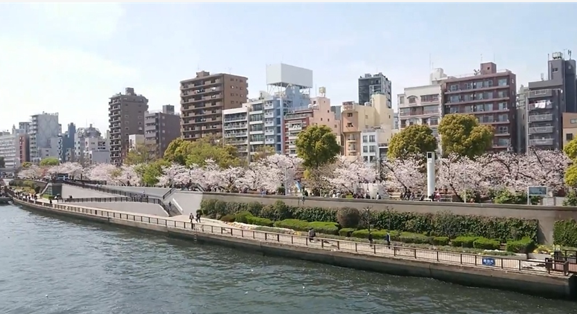 스미다가와 벚꽃길