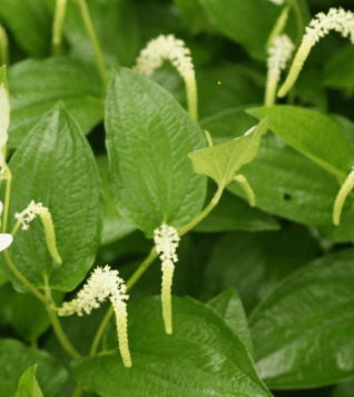 삼백초 효능 활용법