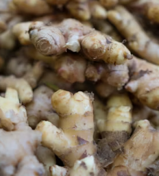 생강 효능 부작용 증상 영양성분 고르는법 칼로리