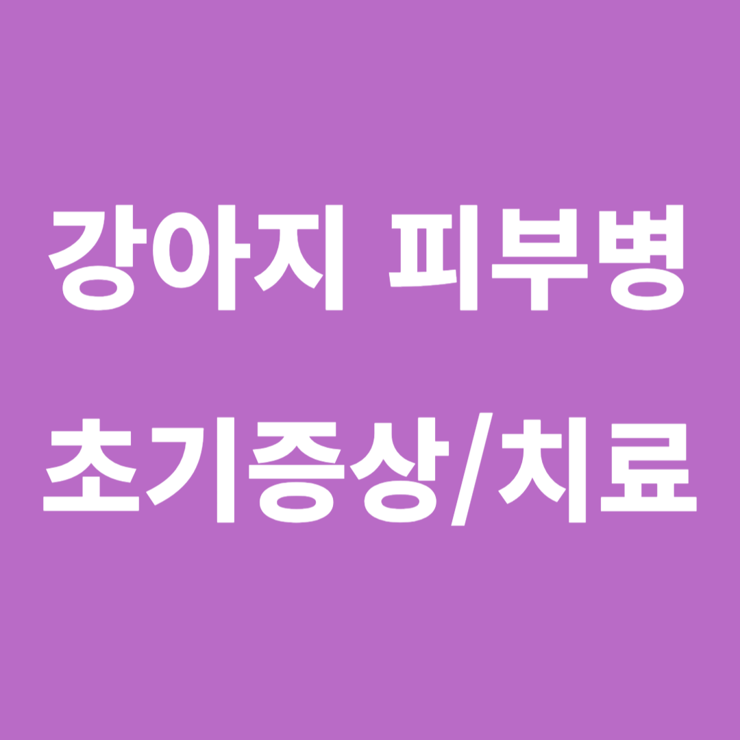강아지 피부병 추기 증상과 지료 방법 썸네일