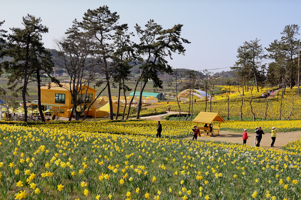 선도 수선화1