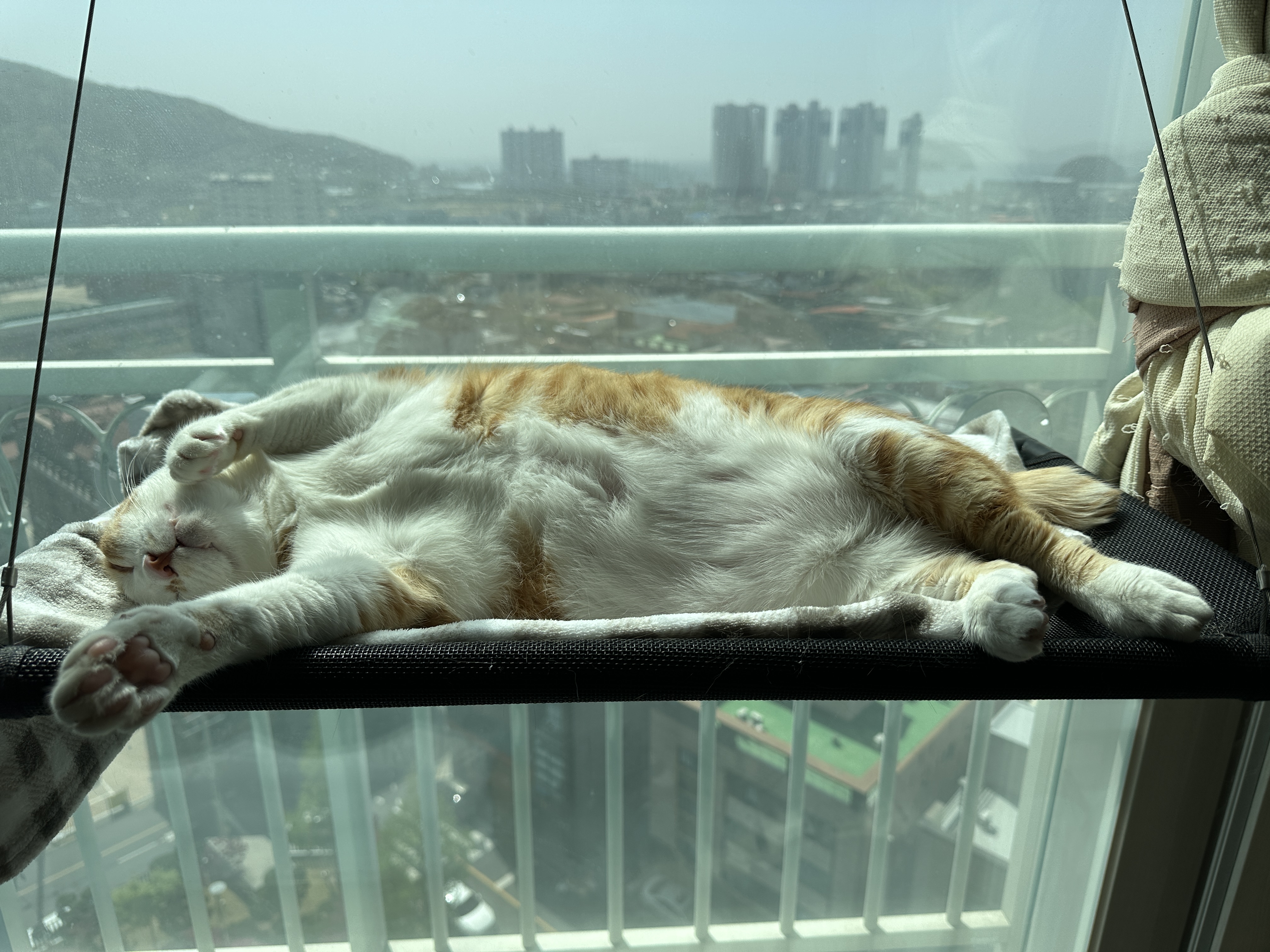 창문 해먹에서 햇살 받으며 깊게 잠든 호야 (feat.냥냥이에게 인정받은 안전한 우리집)