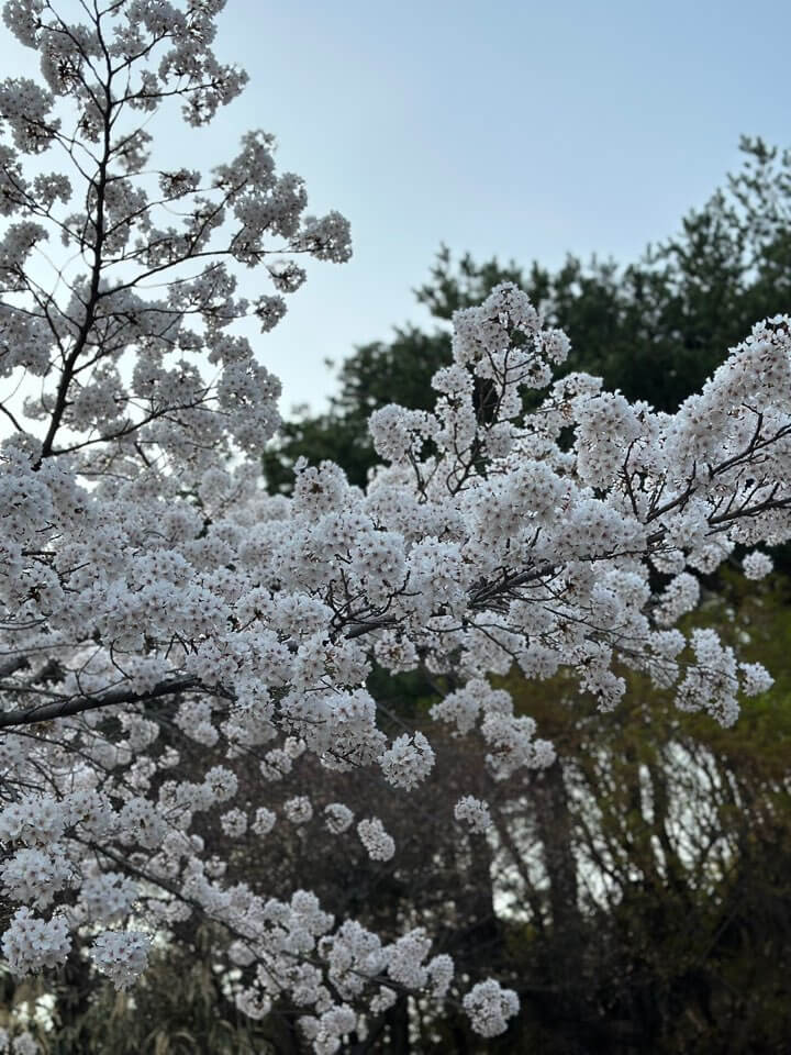 벚꽃축제 화담숲 모노레일