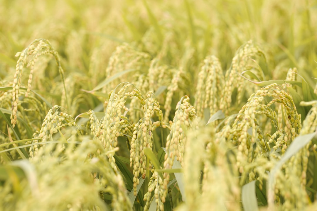 Rice