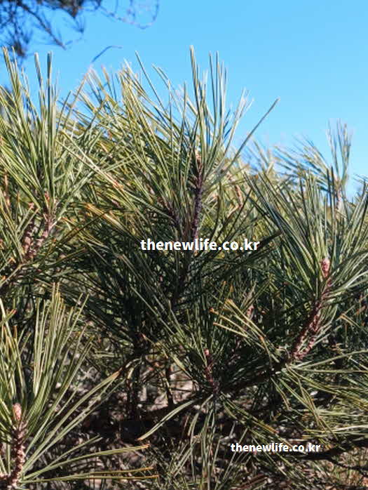 솔잎 효능 성분 영양가치